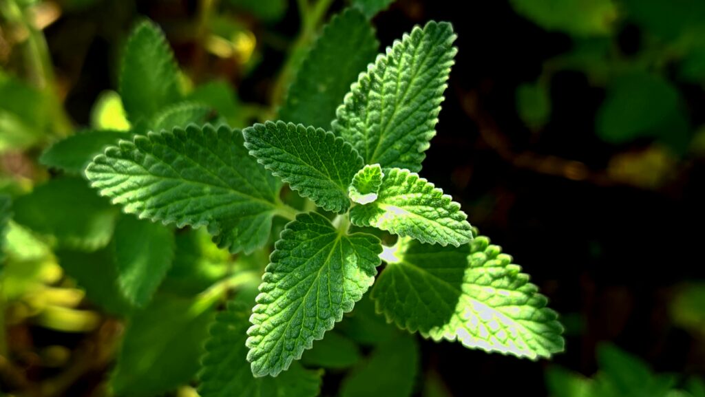 Vibrant catnip leaves bathed in sunlight, showcasing fresh green foliage.